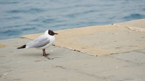 Black headed sea gull standing on a shore in Europe