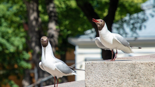 A pair of black-headed gulls sing in summer in Turku, Finland