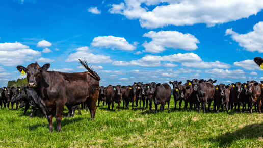 Angus cattle in a pasture