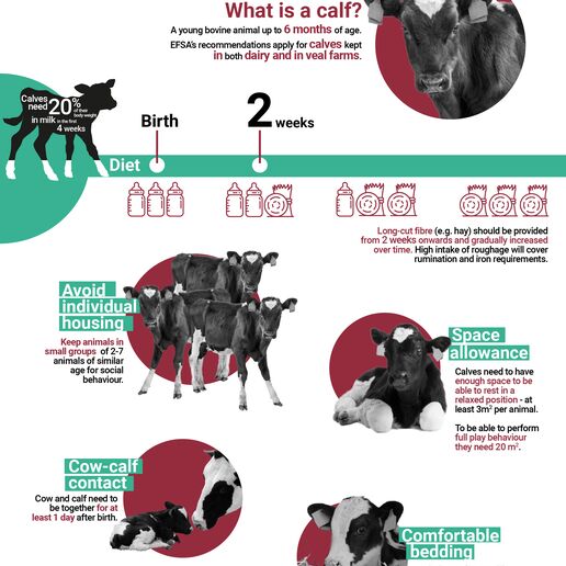 Infographic on welfare of calves on farm