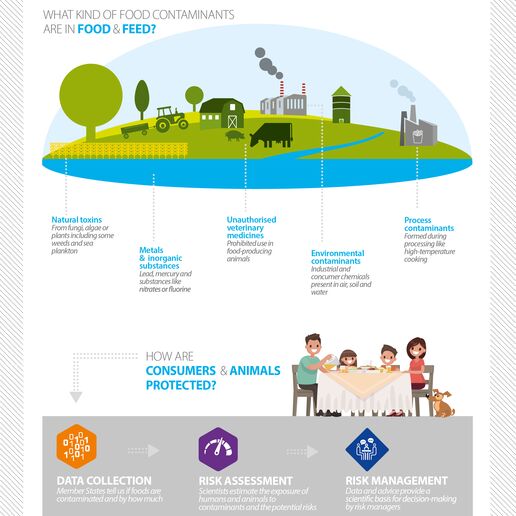 "Contaminants in the food chain" infographic